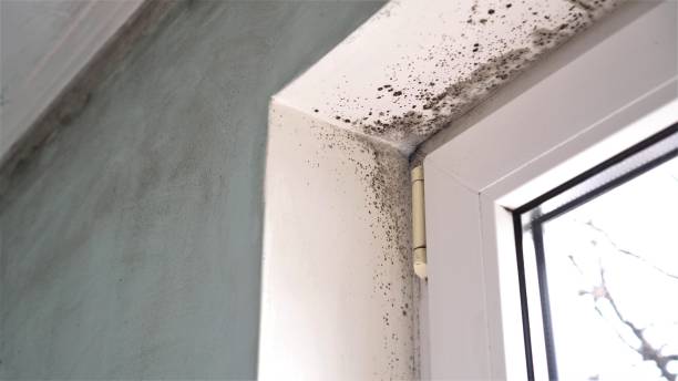 Trusted Arcadia, CA Mold Removal Experts