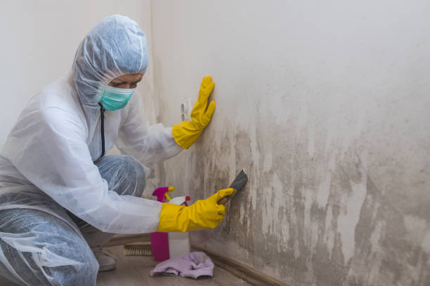 Certified Mold Removal in Arcadia, CA