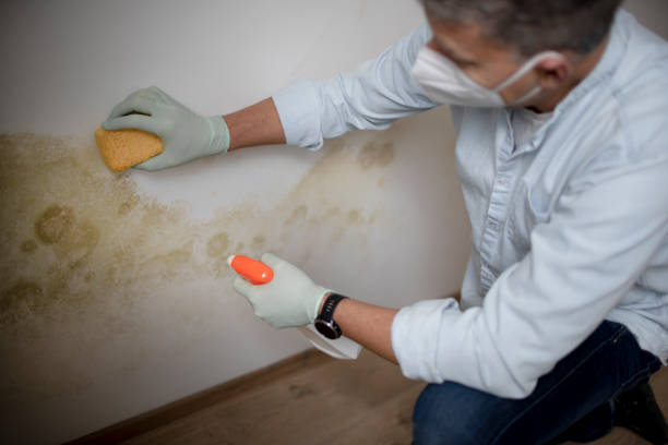 Best Mold Testing  in Ardia, CA