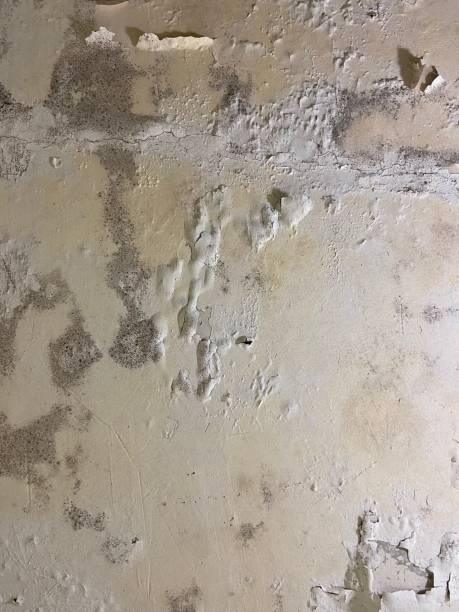 Best Water Damage Restoration  in Ardia, CA