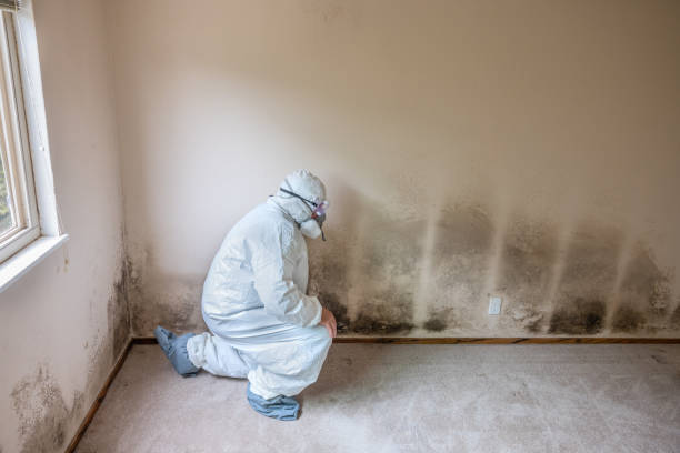 Best Certified Mold Removal  in Ardia, CA