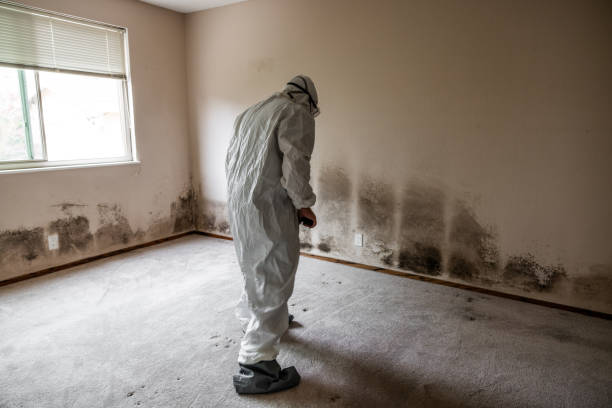Best Professional Mold Removal  in Ardia, CA