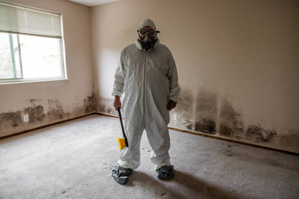 Best Attic Mold Removal  in Ardia, CA