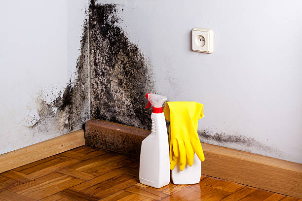 Best Mold Testing  in Ardia, CA