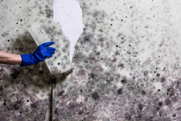 Attic Mold Removal in Arcadia, CA