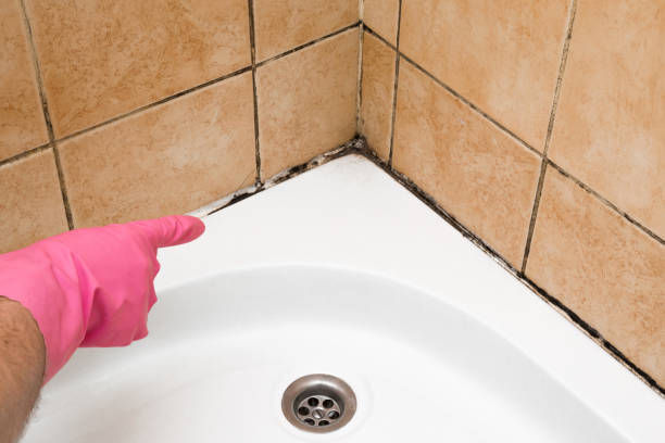 Best Office Mold Removal Services  in Ardia, CA